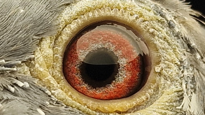 Pigeon eye