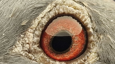 Pigeon eye