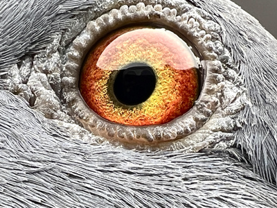 Pigeon eye