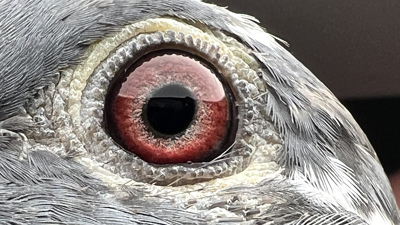 Pigeon eye