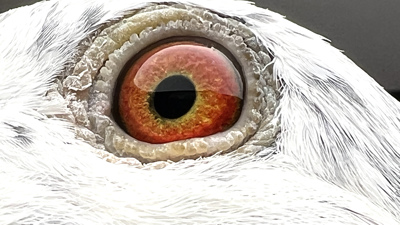 Pigeon eye