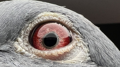 Pigeon eye