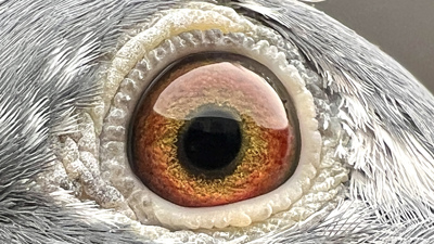 Pigeon eye