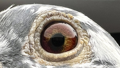 Pigeon eye