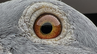 Pigeon eye