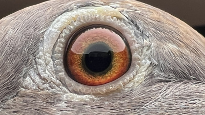 Pigeon eye