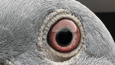 Pigeon eye