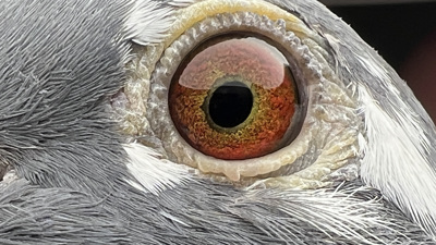 Pigeon eye