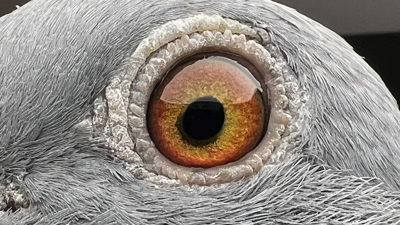 Pigeon eye