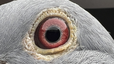 Pigeon eye