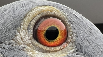 Pigeon eye