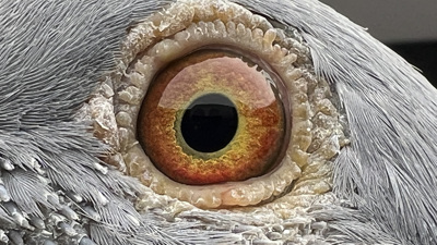 Pigeon eye