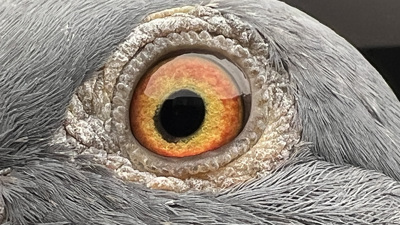 Pigeon eye