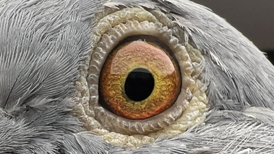 Pigeon eye