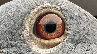 Pigeon eye