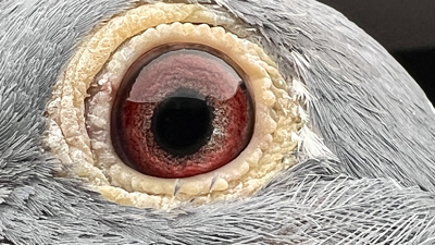 Pigeon eye