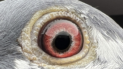 Pigeon eye