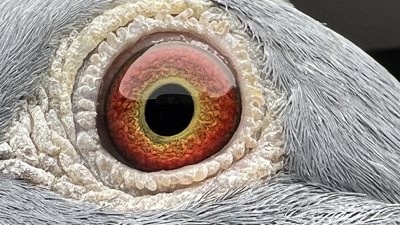 Pigeon eye