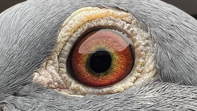 Pigeon eye