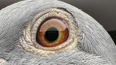 Pigeon eye