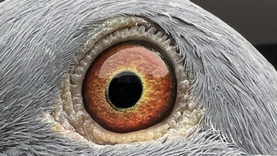 Pigeon eye