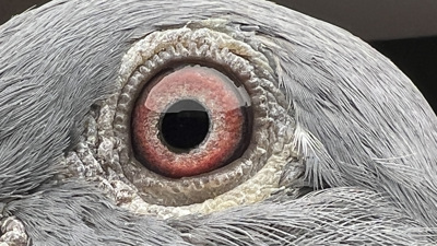 Pigeon eye