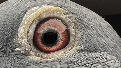 Pigeon eye