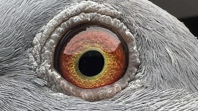 Pigeon eye