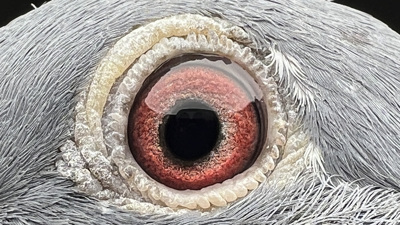 Pigeon eye