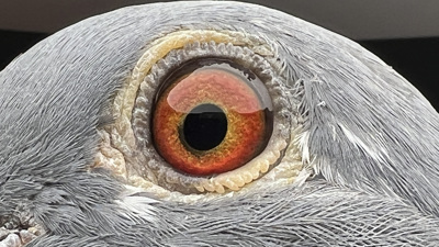 Pigeon eye