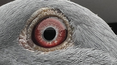 Pigeon eye