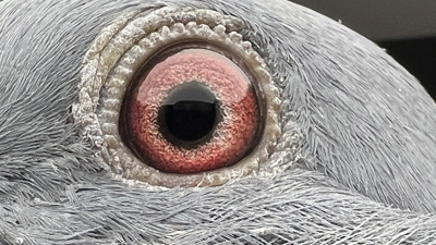 Pigeon eye