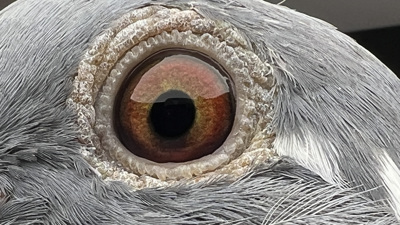 Pigeon eye