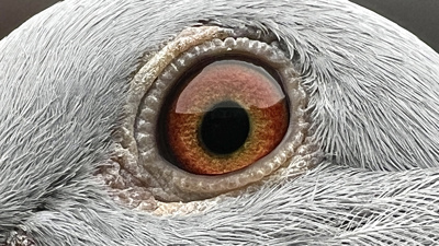 Pigeon eye