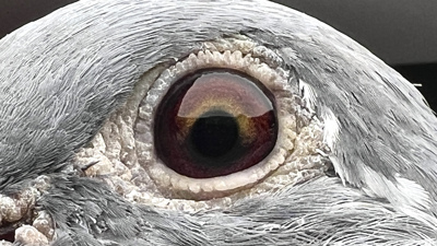 Pigeon eye