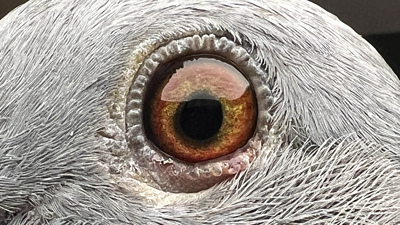 Pigeon eye