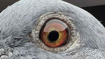 Pigeon eye