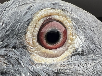 Pigeon eye