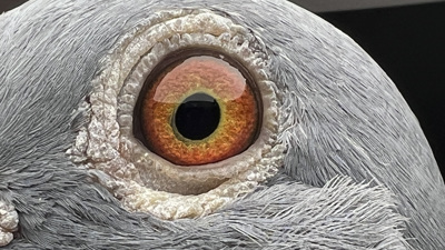 Pigeon eye