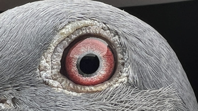 Pigeon eye