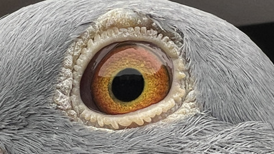 Pigeon eye