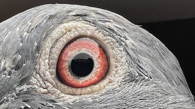 Pigeon eye