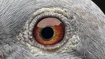 Pigeon eye