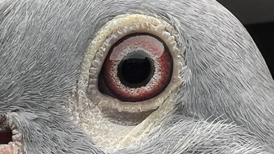 Pigeon eye