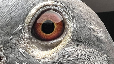 Pigeon eye