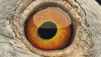 Pigeon eye