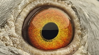 Pigeon eye