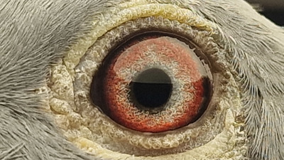 Pigeon eye