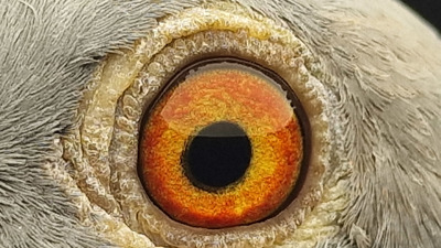 Pigeon eye