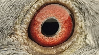 Pigeon eye